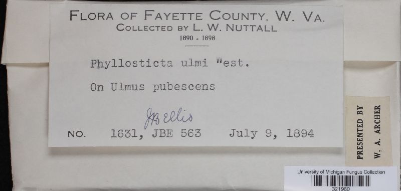 Phyllosticta ulmi image