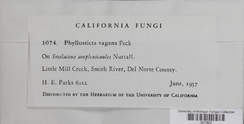 Phyllosticta vagans image