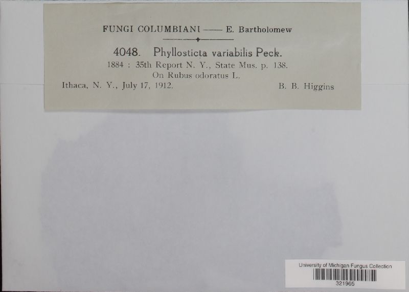 Phyllosticta variabilis image