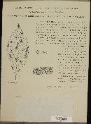 Phyllosticta wistariae image