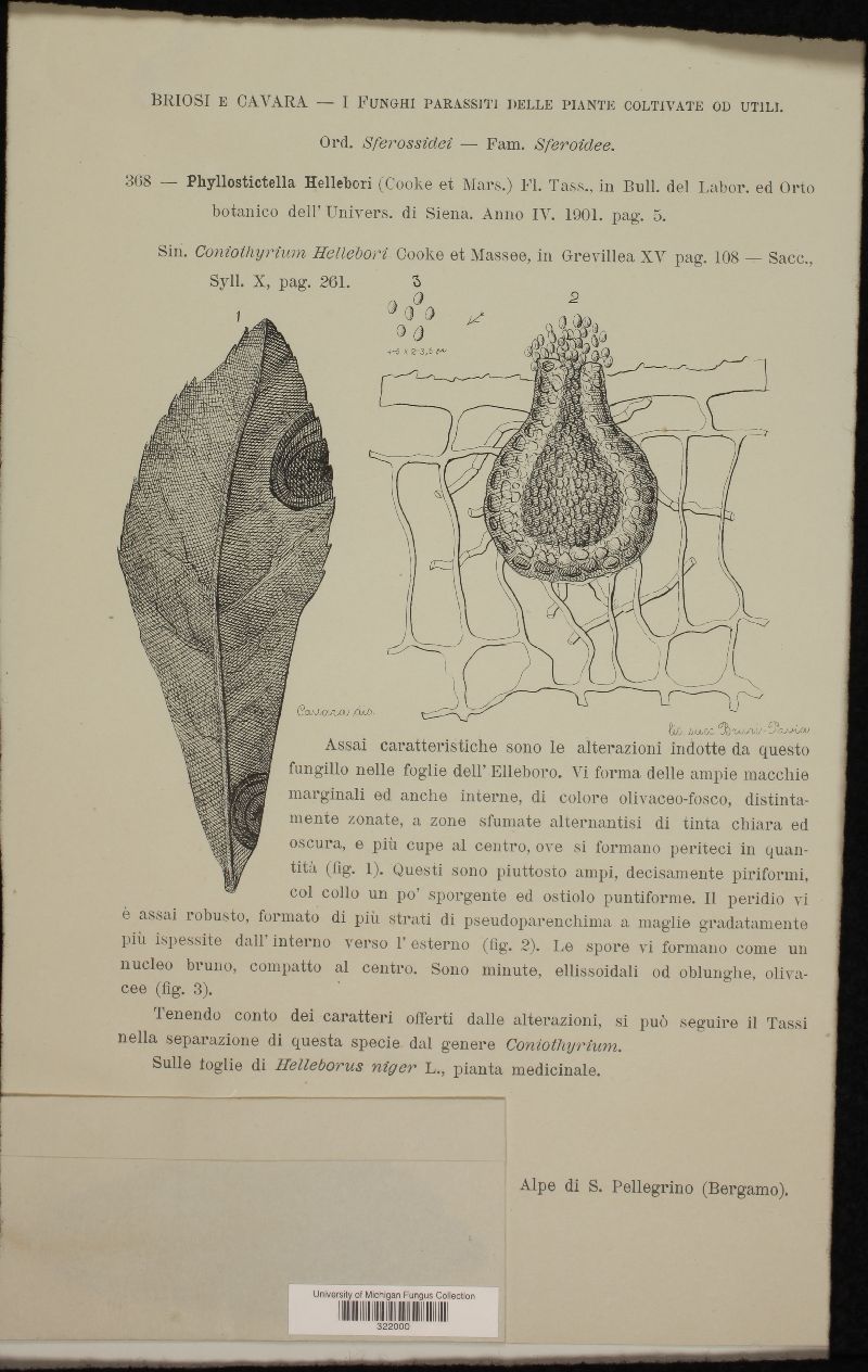 Microsphaeropsis hellebori image