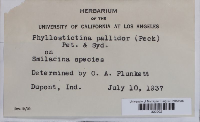Phyllostictina pallidior image