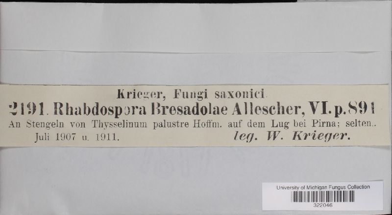 Rhabdospora bresadolae image