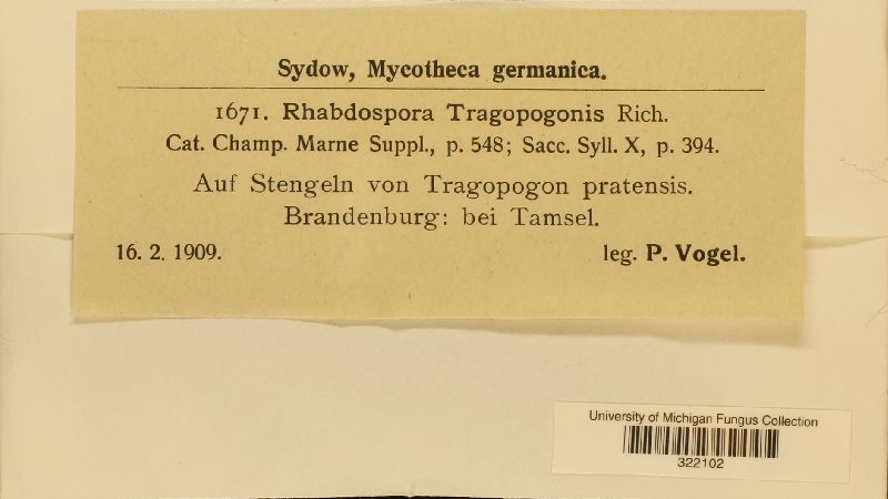 Rhabdospora tragopogonis image
