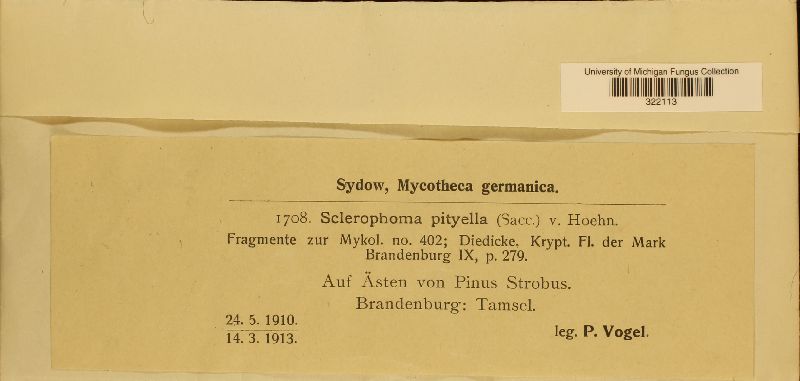 Sclerophoma pityella image