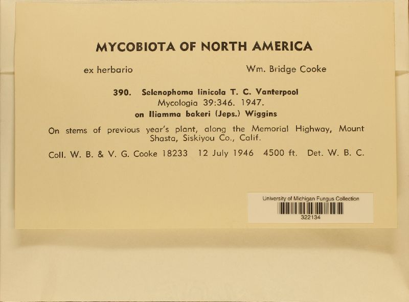 Selenophoma linicola image