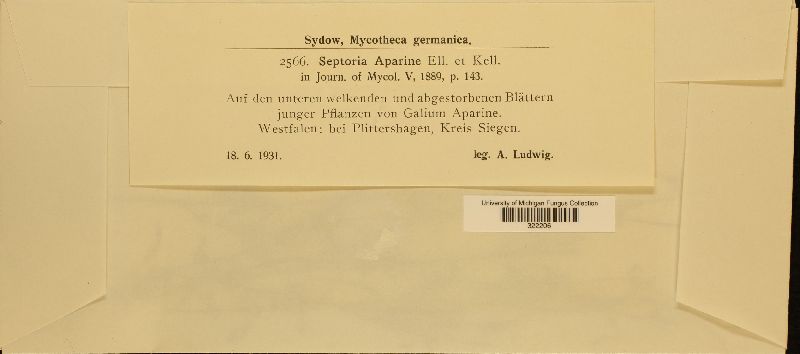 Septoria aparine image