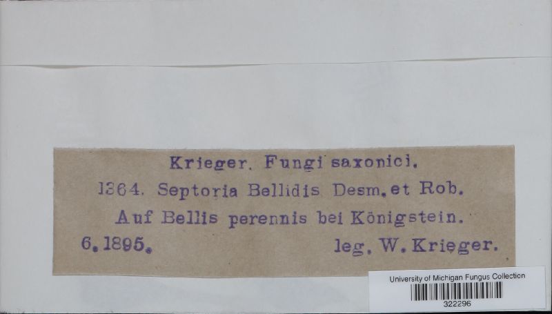 Septoria bellidis image