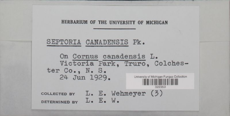 Septoria canadensis image