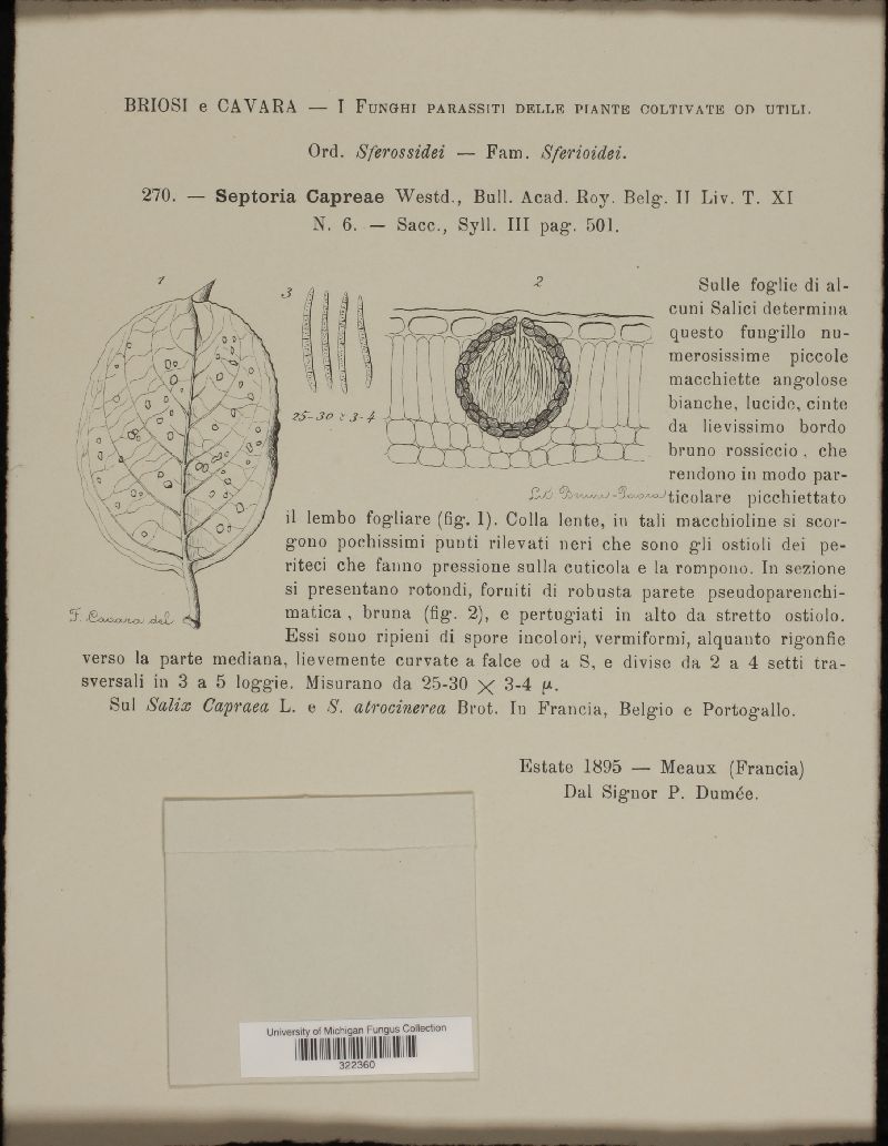 Septoria capraeae image