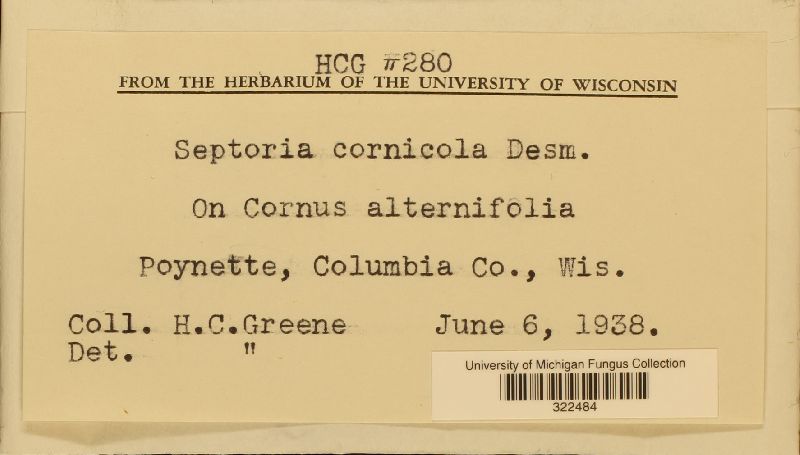 Septoria cornicola image