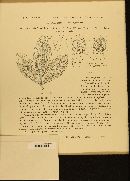 Septoria cytisi image