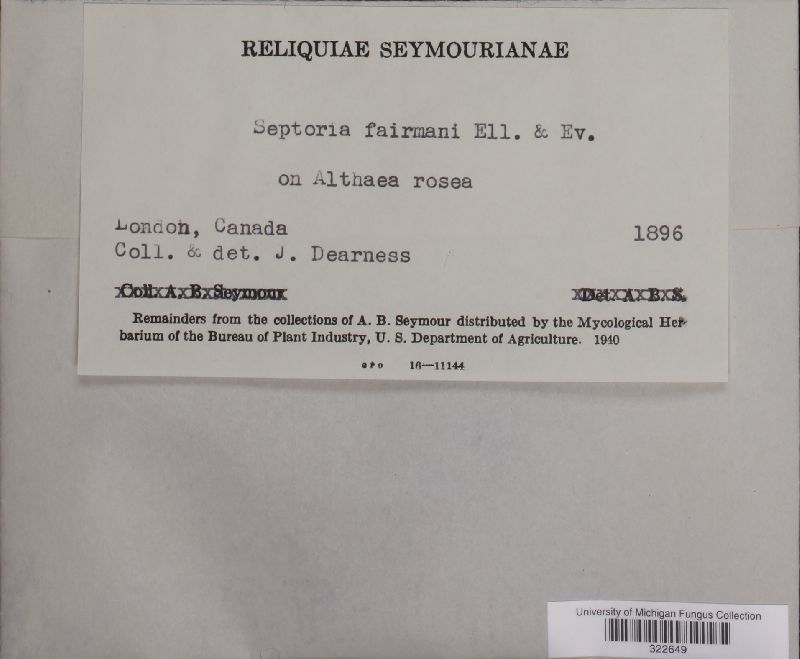 Septoria fairmanii image