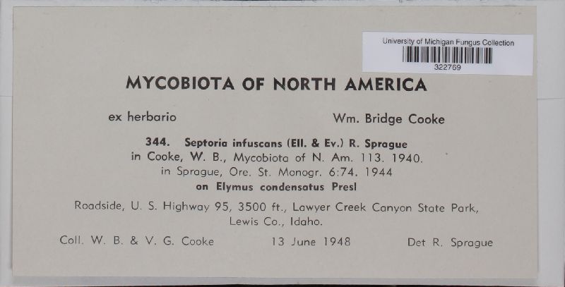 Septoria infuscans image