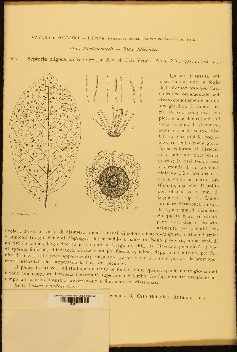 Septoria oligocarpa image