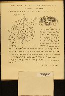 Septoria petroselini var. apii image