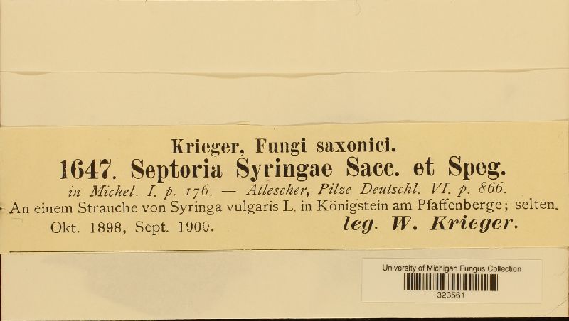 Septoria syringae image