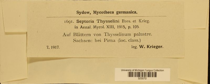Septoria thysselini image