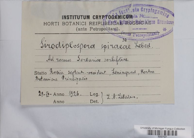 Sirodiplospora spiraeae image