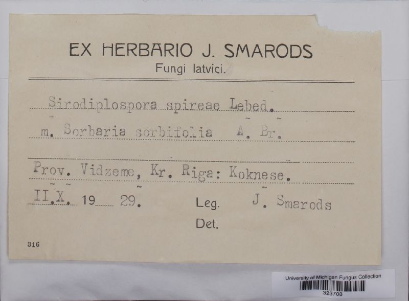 Sirodiplospora spiraeae image