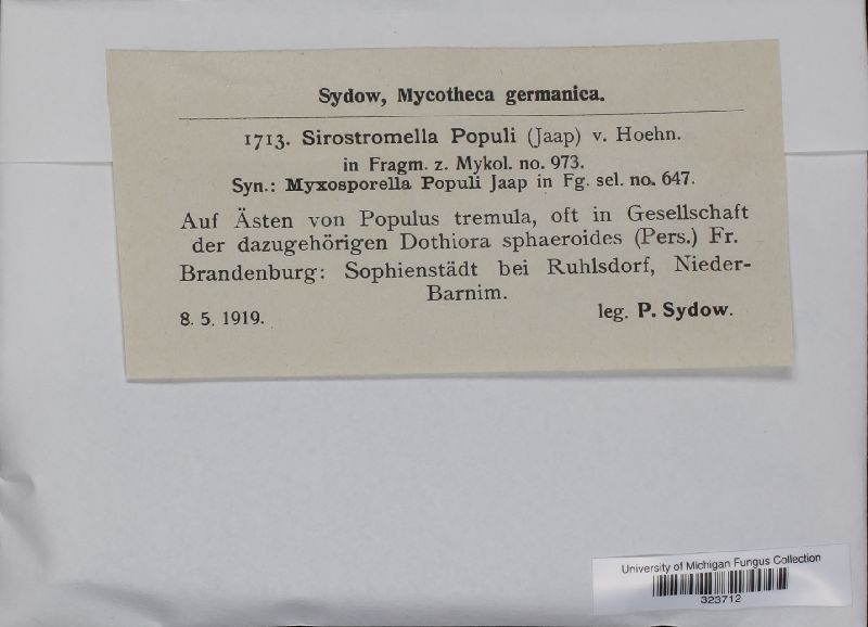 Sirostromella populi image