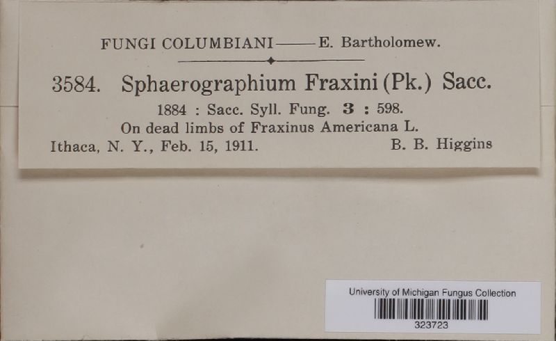 Sphaerographium fraxini image