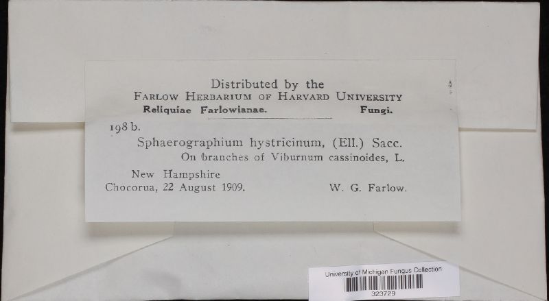 Sphaerographium hystricinum image