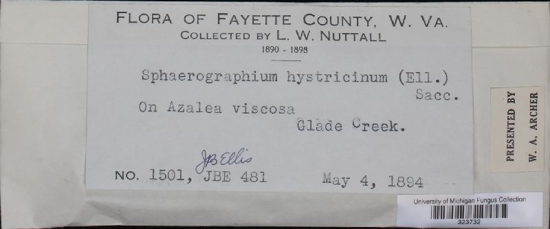 Sphaerographium hystricinum image