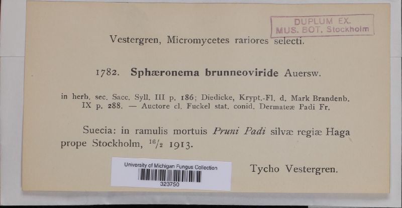 Sphaeronaema brunneoviride image