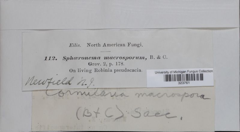 Sphaeronaema macrosporum image