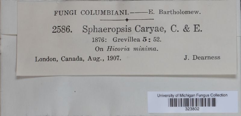 Sphaeropsis caryae image