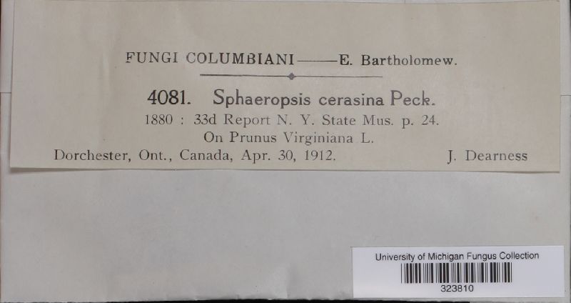 Sphaeropsis cerasina image