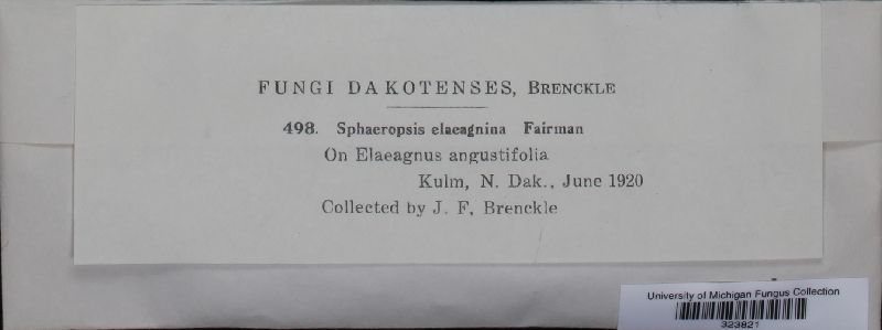 Sphaeropsis elaeagnina image