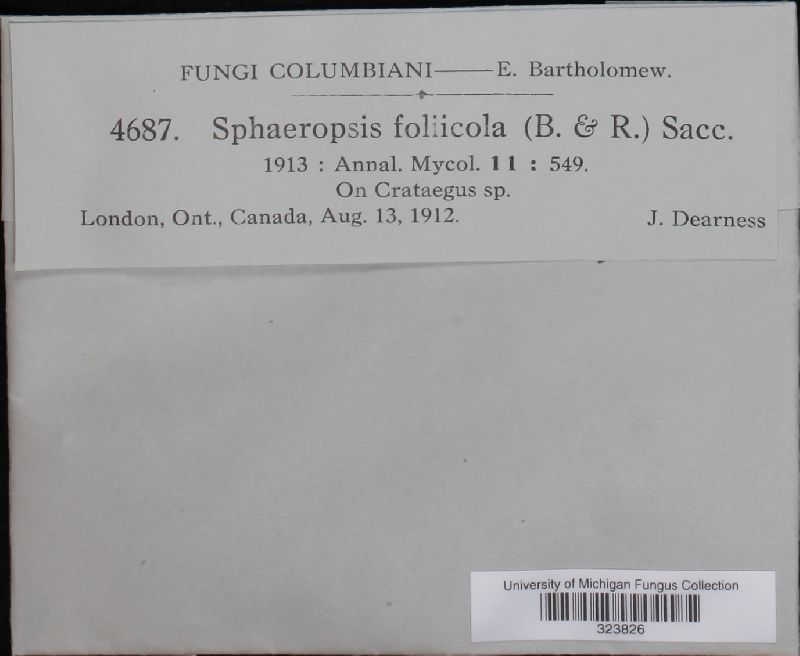 Sphaeropsis foliicola image