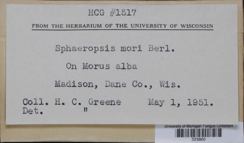 Sphaeropsis mori image