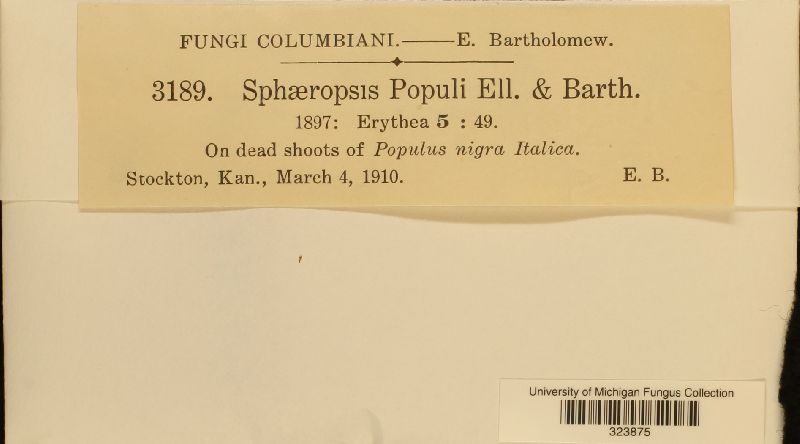 Sphaeropsis populi image