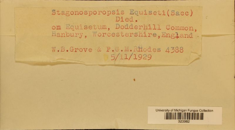 Stagonosporopsis equiseti image