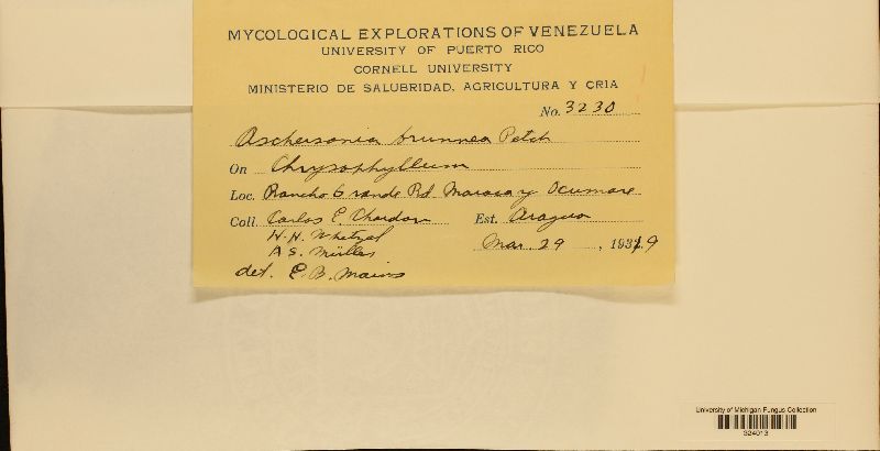 Aschersonia brunnea image
