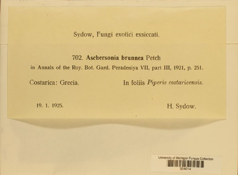 Aschersonia brunnea image