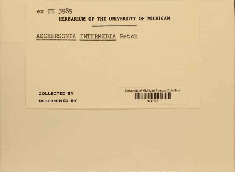 Aschersonia intermedia image