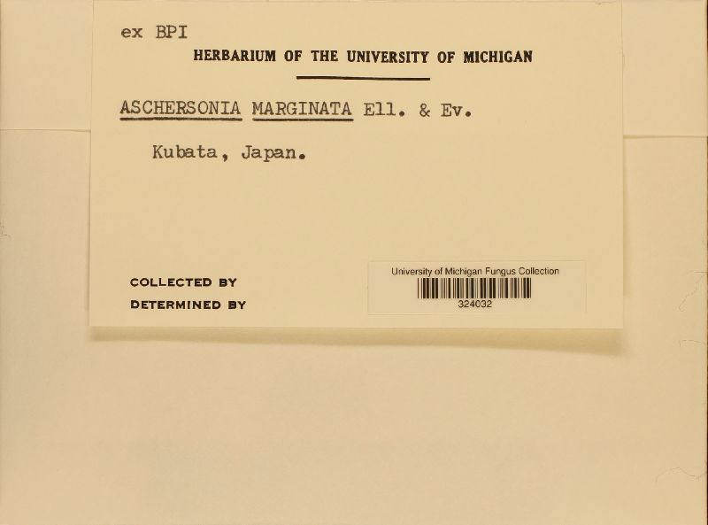 Aschersonia marginata image