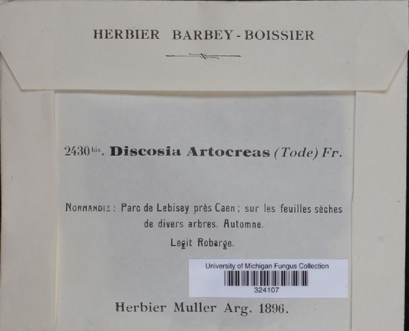 Discosia artocreas image