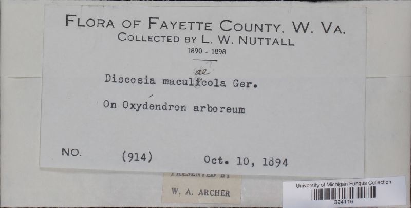 Discosia maculicola image