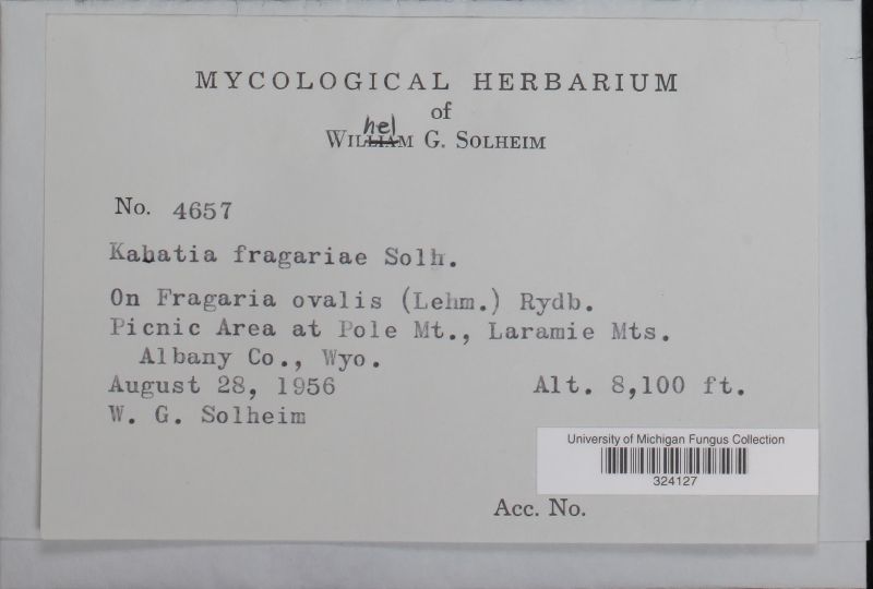 Kabatia fragariae image