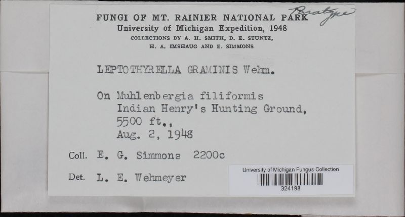 Leptothyrella graminis image