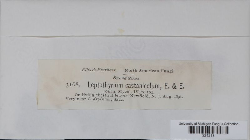 Leptothyrium castaneicola image