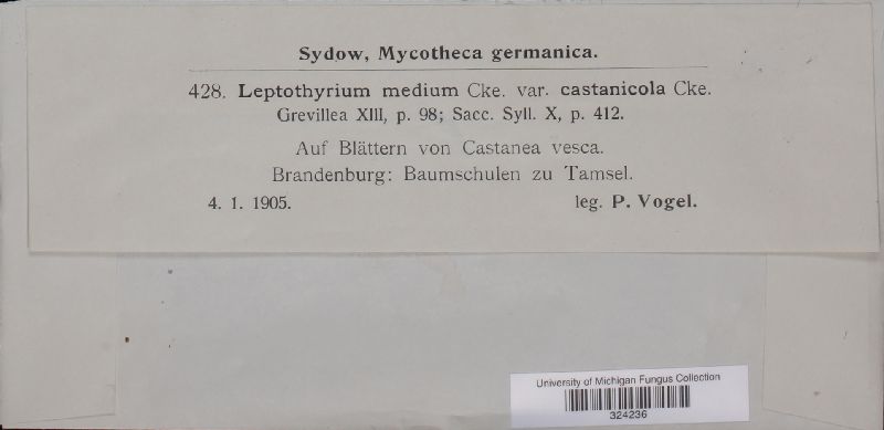 Leptothyrium medium var. castanicola image