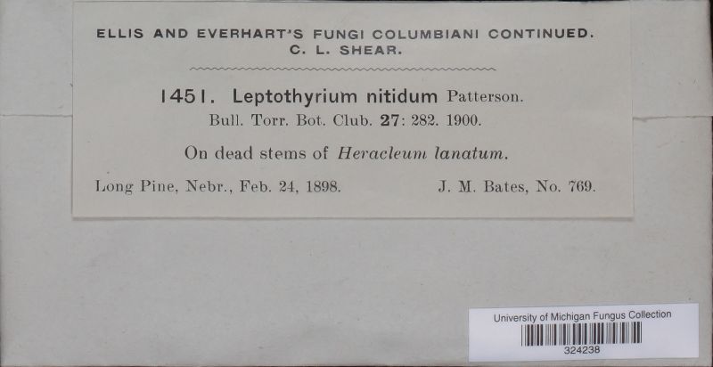 Leptothyrium nitidum image