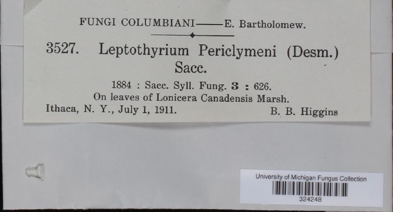 Leptothyrium perichymeni image