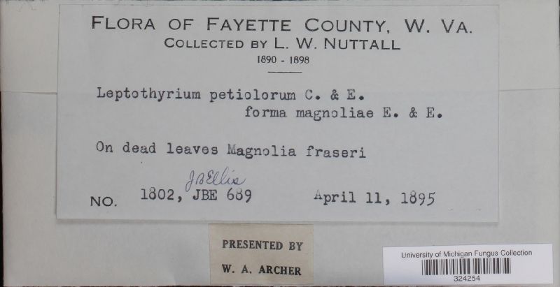 Leptothyrium petiolorum image